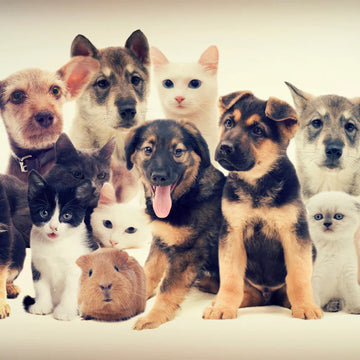 Pet Supplies