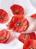 //img.ltwebstatic.com/images3_spmp/2024/08/26/c2/17246632322685e20b6da3ab0b19f9e7784cda800e_thumbnail_900x.webp