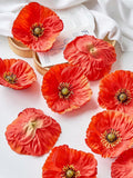 //img.ltwebstatic.com/images3_spmp/2024/08/26/c2/17246632324929b81e2665c370f7028873c9e70d44_thumbnail_900x.webp