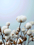 http://img.ltwebstatic.com/v4/g/pi/2025/07/07/ff/17518761577fbe944318ce0508caa640e058503d52.gif