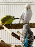 //img.ltwebstatic.com/v4/j/spmp/2026/01/05/b4/17676013591917bd564589bb4decb1d2aef885ef3a_thumbnail_900x.webp