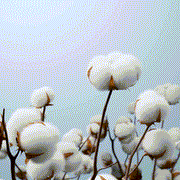 http://img.ltwebstatic.com/v4/g/pi/2026/01/21/60/17689758768808fd8dc8536a2d2f9b178095885bc5.gif