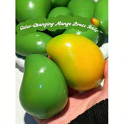 //img.ltwebstatic.com/v4/j/spmp/2026/07/13/1e/1783932088fefbb4db5a59625019df4ca615644bd1_square_thumbnail_900x.webp