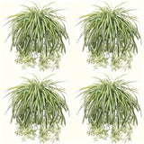 https://img.kwcdn.com/product/fancy/1c4d43b2-4bf7-4db8-aeb9-c691c2711858.jpg