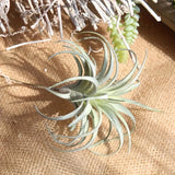 https://img.kwcdn.com/product/fancy/228a3d5f-2b19-4e76-8795-933f7d2d8fe5.jpg