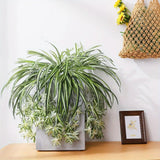 https://img.kwcdn.com/product/open/57822cea0fdb425d9902792797485712-goods.jpeg