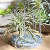 https://img.kwcdn.com/product/fancy/78c4ec0b-699b-4b49-9de9-39b903e898ae.jpg