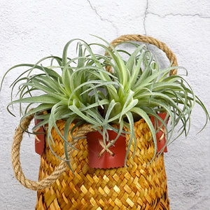 https://img.kwcdn.com/product/fancy/8c3f3166-9517-429b-8137-f7a83116ce28.jpg
