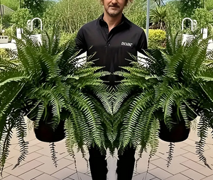 2pcs Large Boston Fern Artificial Plants, 34-Inch Greenery for Indoor/Outdoor Decor - Ideal for Home Office