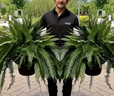 2pcs Large Boston Fern Artificial Plants, 34-Inch Greenery for Indoor/Outdoor Decor - Ideal for Home Office
