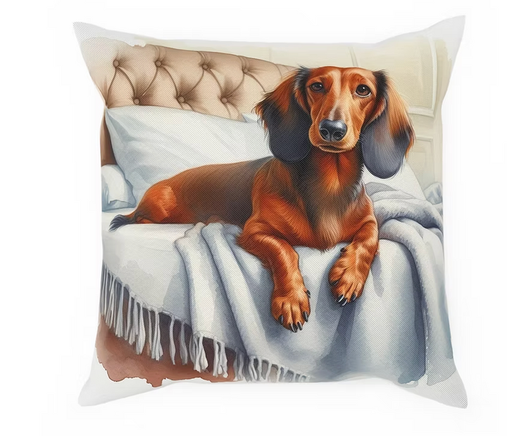 Doxie 3