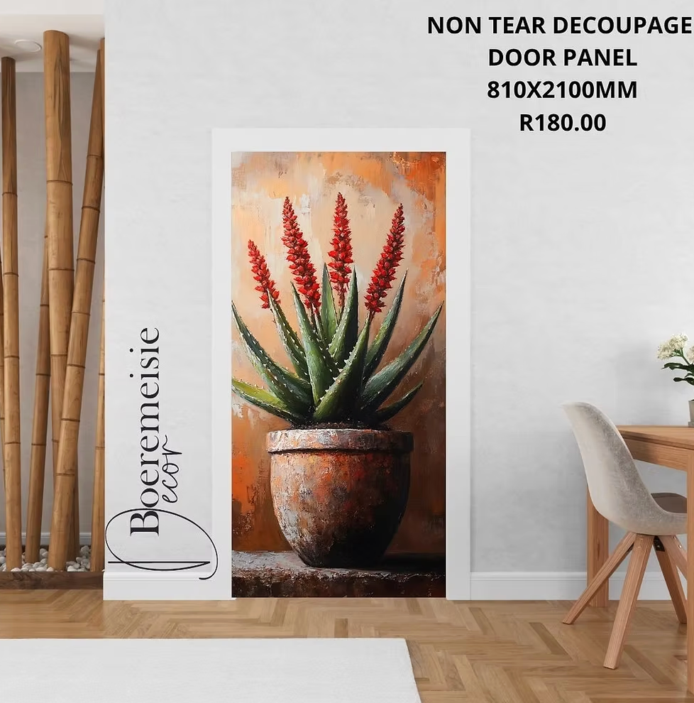 Aloe 1