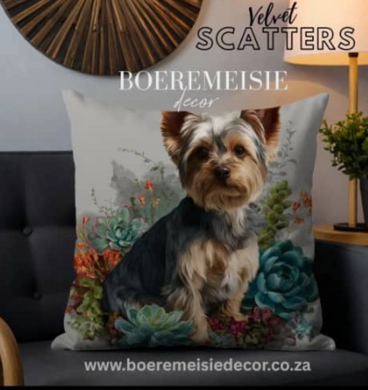 Yorkie Sitting