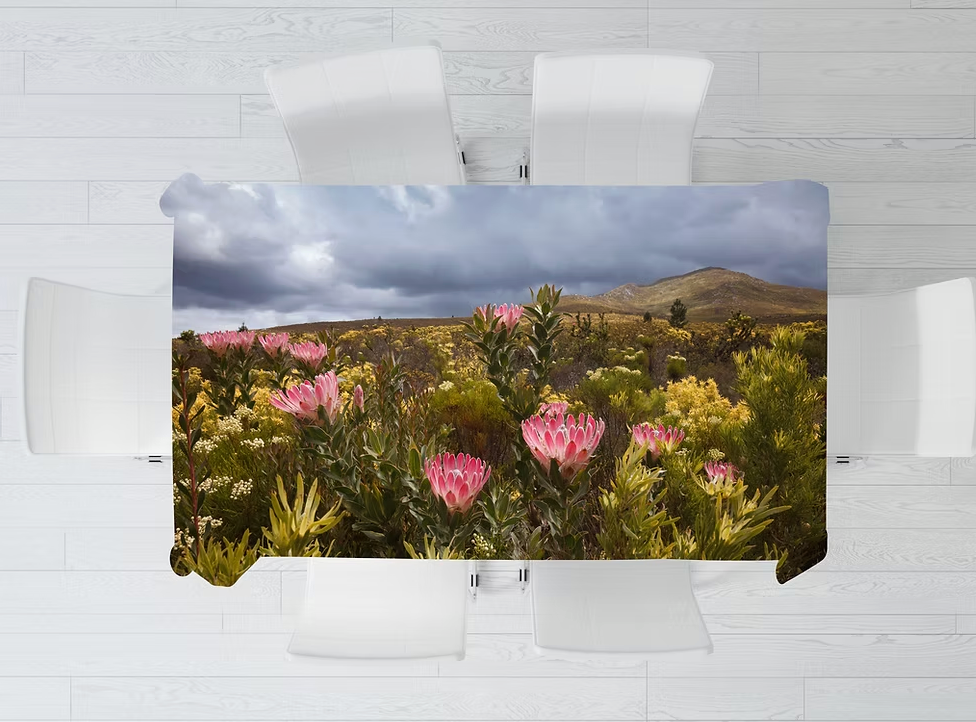 Cape Protea