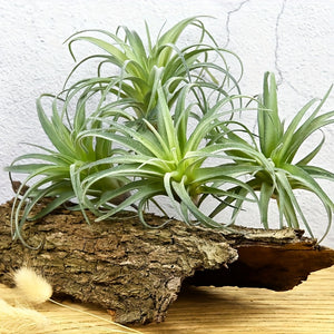 https://img.kwcdn.com/product/fancy/c91a5778-530d-482b-bd88-8e56c1cf1ecb.jpg